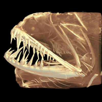 Fangtooth Dragonfish, _Melanostomias niger_, intermediate transparency image. Image: Peter Blias.