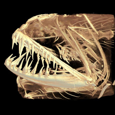Fangtooth Dragonfish, _Melanostomias niger_, high transparency image. Image: Peter Blias.