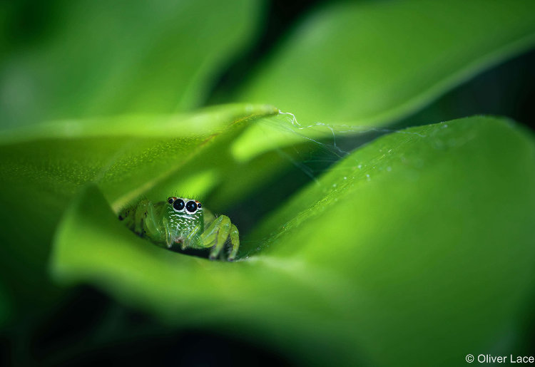 Queenslander Oliver Lacey, 15, was a runner-up in the Junior category with his photo, Nest of Silk.